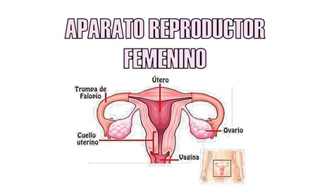 Placas De Aparato Reproductor Femenino Udocz