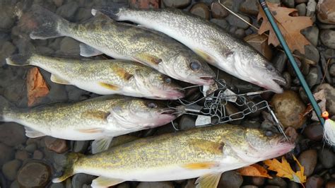 Lure Fishing 93 Walleye Jigging With Curly Tail Jigs Bucktail Jigs