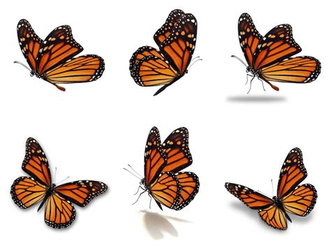 Learn How To Draw A Monarch Butterfly In Five Easy Steps Monarch