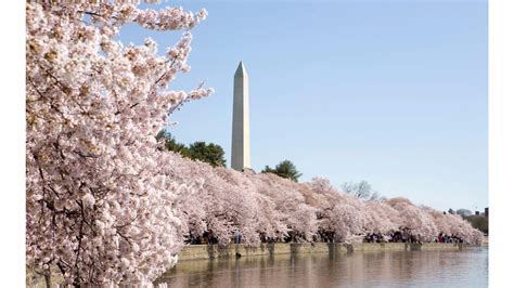 Cherry Blossoms Washington DC Desktop Wallpapers on WallpaperDog