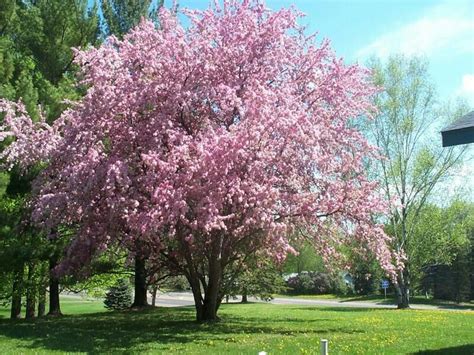 Sakura Cherry Blossom Or Puramutsurī Plum Tree Anime Amino