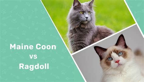 Maine Coon Vs Ragdoll The Differences With Pictures Catster
