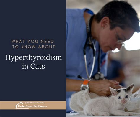 What You Need To Know About Hyperthyroidism In Cats Undercover Pet Houses