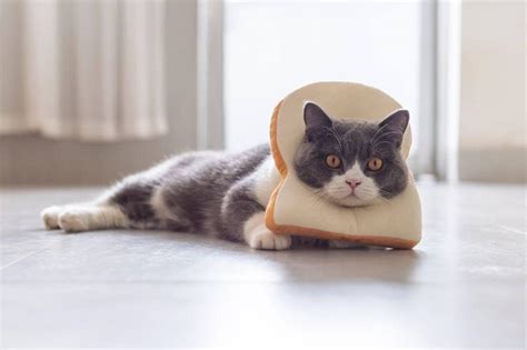 Can Cats Eat Bread What You Need To Know Excited Cats