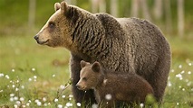 Bären: Braunbären - Wildtiere - Natur - Planet Wissen