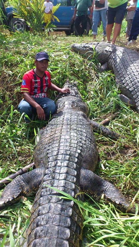 Read local news in sarawak, sabah and the borneo region in english. Killer crocodile killed during 'search and destroy ...