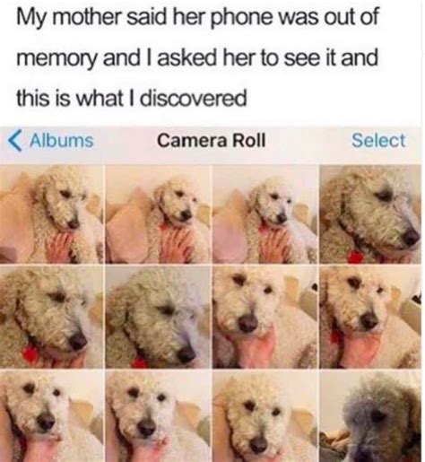 Pets Memes 26 Pics