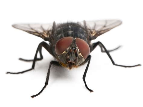 Q Why Is It So Hard To Swat A Housefly A It Sees You