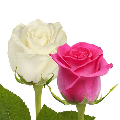 Beautiful Hot Pink And White Roses At Affordable Price Online Yourroseguy