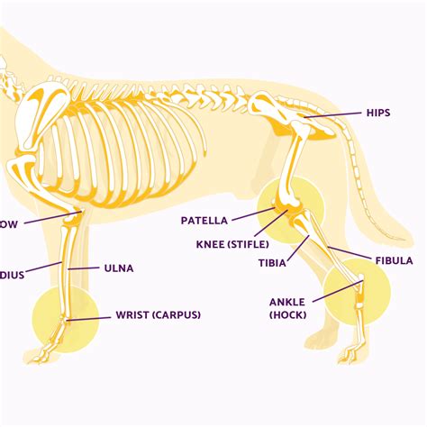 Anatomy Of A Dogs Leg And Foot Anatomy Dog Bone Structure Muscle