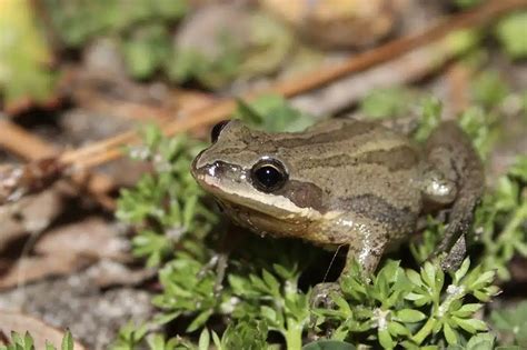 18 Frogs And Toads In Pennsylvania Species Images And Sounds