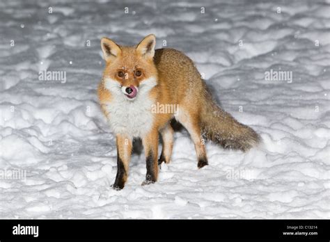European Fox Vulpes Vulpes In Snow Covered Garden Licking Its Snout