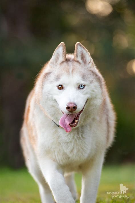 Amber ~on Trial~ Medium Female Siberian Husky Dog In Qld Petrescue