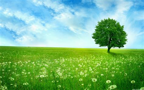Beautiful Tree In The Field High Definition Wallpapers High