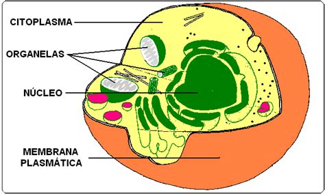 Células Eucariota Animal Imagui