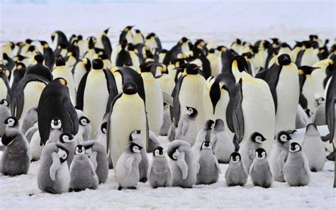 Animals Penguins Birds Baby Animals Wallpapers Hd