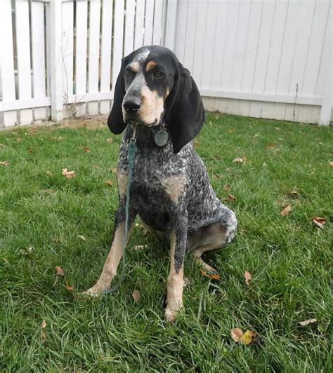 Where To Find Bluetick Coonhound Puppies For Sale Dogable