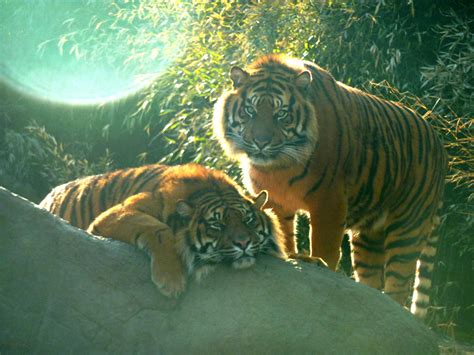 Tiger Brothers By Ssjgarfield On Deviantart
