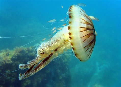 What Are The Major Groups Of Cnidarians With Pictures