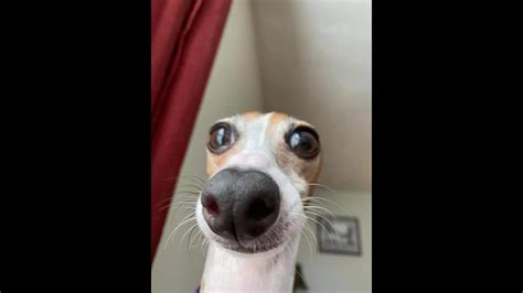 Funny Dog Selfies Funny Dog Expressions Youtube
