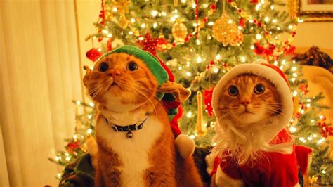 Kitty Christmas Holiday Hd Wallpaper Download