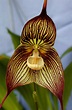 My Orchids Journal: Dracula orchid - vampira “Bela Lugosi”