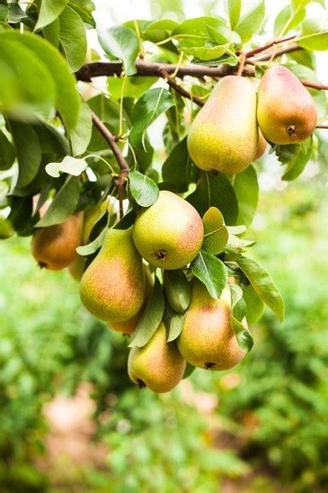 So it's doubly shocking when you plant a pear tree, it. Hood Pear Is Florida's Version Of The Bartlett Pear Tree