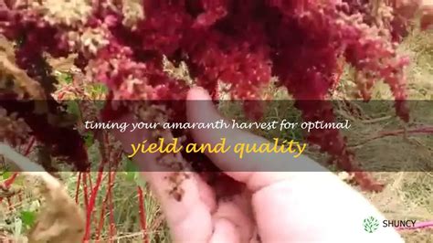 Timing Your Amaranth Harvest For Optimal Yield And Quality Shuncy