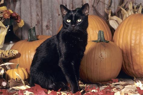 Scary Black Cat Wallpaper Halloween Black Cat Pumpkin 2000x1333
