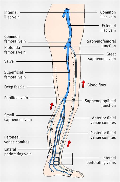 Diagram Showing The Venous Anatomy Of The Leg Leg Vein Anatomy Human