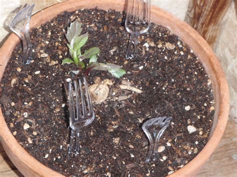 How To Keep Cats From Sleeping On New Seedlings In Garden
