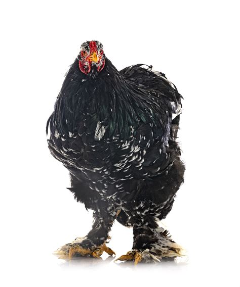 Dark Brahma Chicken · Efowl