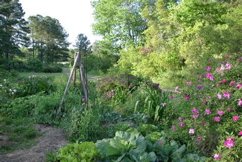 Sweetbay The Vegetable Garden