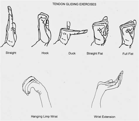 Printable Tendon Gliding Exercises Printable World Holiday