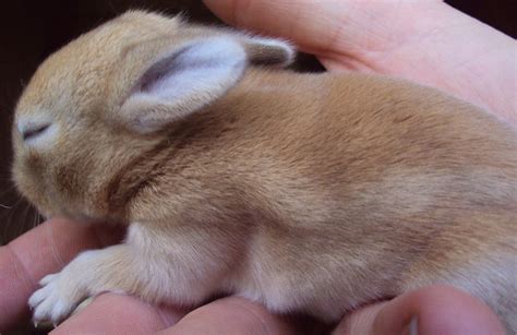 Insight Rabbit New Born Baby Rabbits Fundamental Tips You Should Know