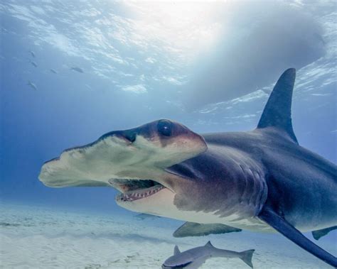 Great Hammerhead Shark Size