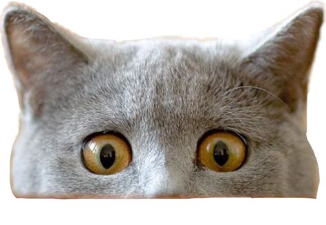 Cat Funnycat Peeking Peekaboo Sticker By Tallahaa