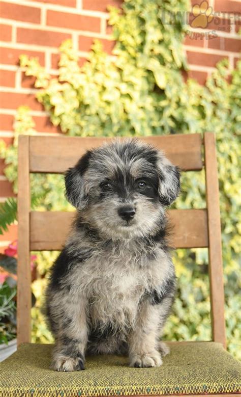 Meadow Aussiedoodle Puppy For Sale In Lancaster Pa Lancaster Puppies