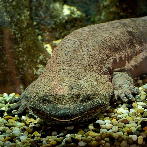 Meet The New Wild Species Of Pure Chinese Giant Salamanders Raising
