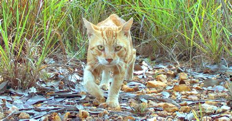 Australian Government Is Planning To Get Rid Of Two Million Feral Cats