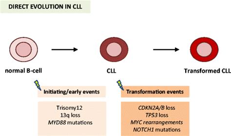 Linear Evolution Of Chronic Lymphocytic Leukemia Cll Transformation