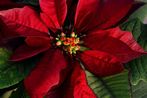 A Large Red Poinsettia With Green Leaves Around Its Center Flower