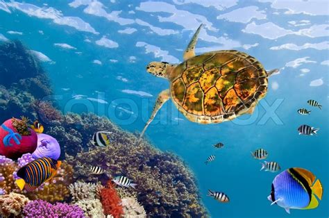 Underwater Landscape With Couple Of Stock Photo Colourbox