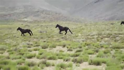 Wild Horses San Luis Valley 2 Rca Youtube