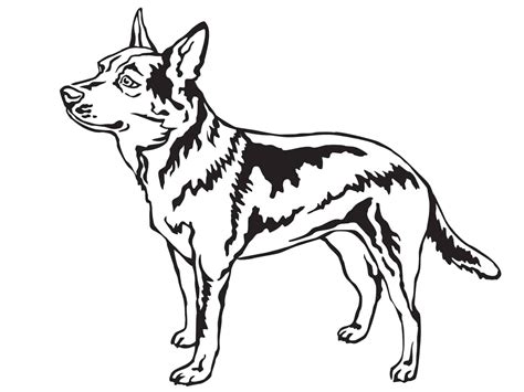 Australian Cattle Dog (Charakter, Ernährung, Pflege) | HUNDEO