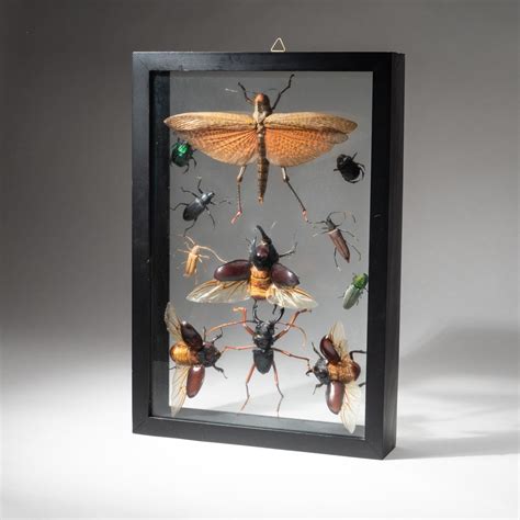 11 Genuine Insects In Black Display Frame Lte 30 Etsy