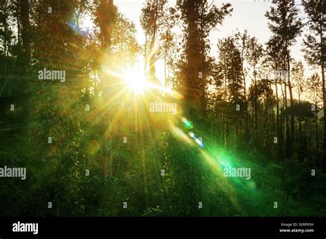 Sun Shining Through Trees Stock Photo Alamy