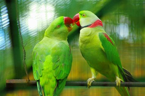 Cute Love Bird Colorful Parrot Hd Wallpapers