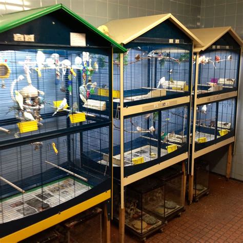 Pet Stores Near Me That Sell Bird Cages Bird Feed Store Near Me