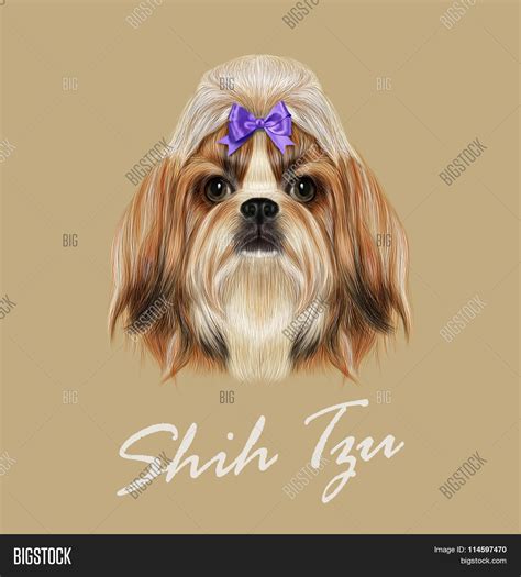 Shih Tzu Dog Portrait Vector And Photo Free Trial Bigstock